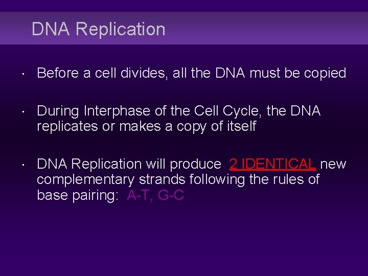 DNA Replication Before a cell divides, all the DNA must be copied During Interphase