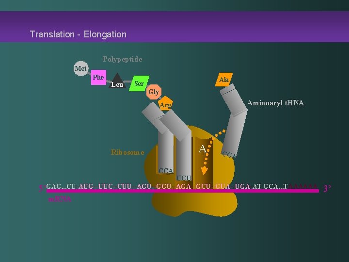 Translation - Elongation Polypeptide Met Phe Leu Ala Ser Gly Aminoacyl t. RNA Arg