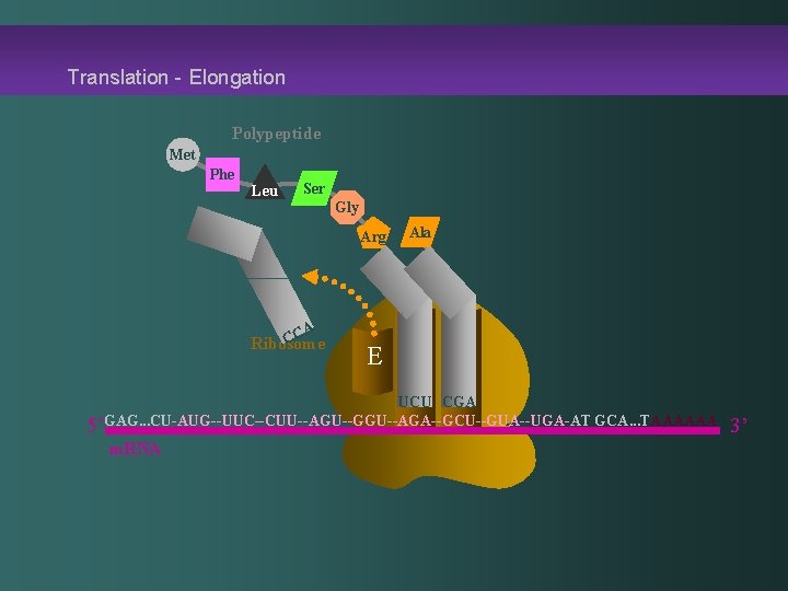 Translation - Elongation Polypeptide Met Phe Leu Ser Gly Arg CA C Ribosome E