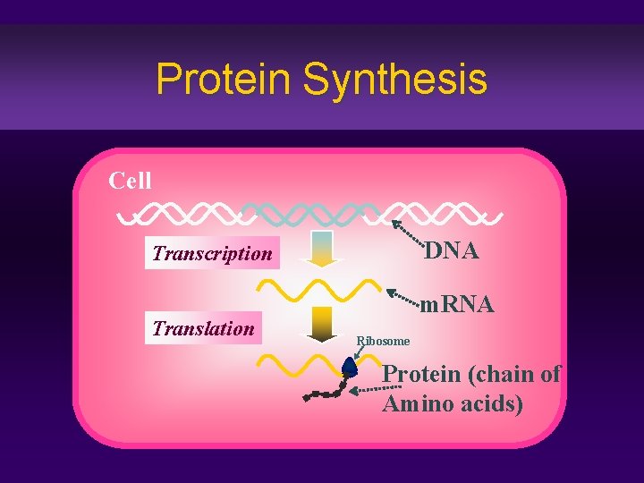 Protein Synthesis Cell DNA Transcription Translation m. RNA Ribosome Protein (chain of Amino acids)