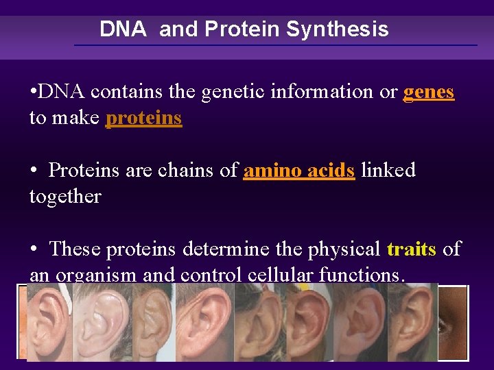 DNA and Protein Synthesis • DNA contains the genetic information or genes to make