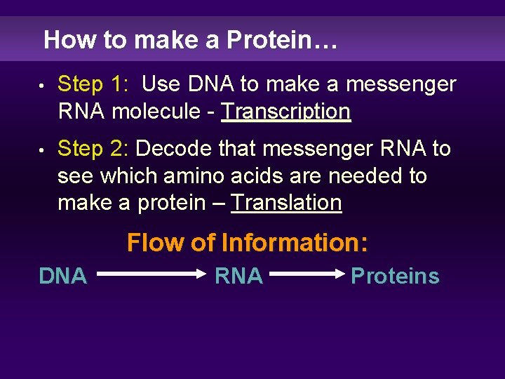 How to make a Protein… • Step 1: Use DNA to make a messenger
