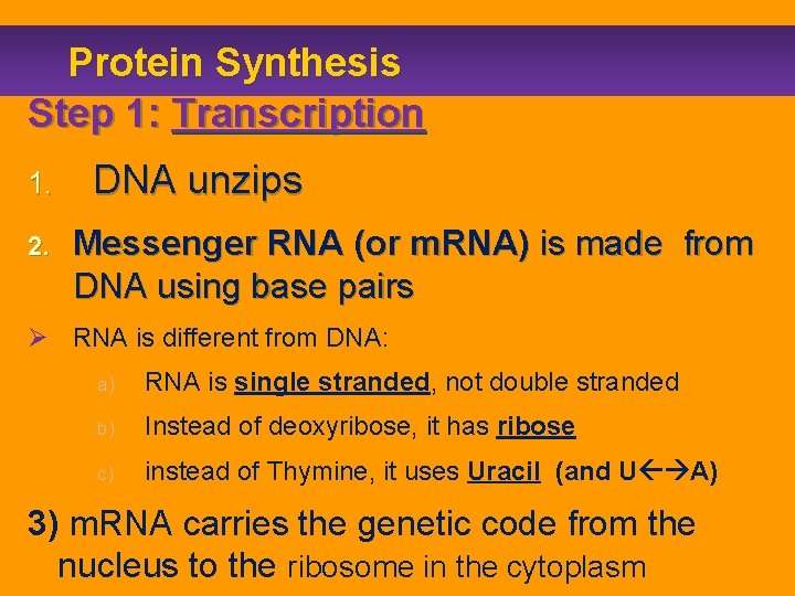 Protein Synthesis Step 1: Transcription 1. 2. DNA unzips Messenger RNA (or m. RNA)