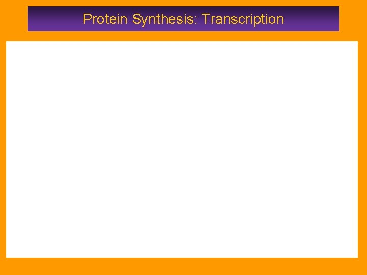 Protein Synthesis: Transcription 