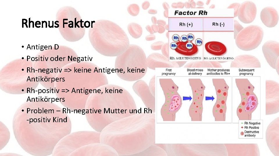 Rhenus Faktor • Antigen D • Positiv oder Negativ • Rh-negativ => keine Antigene,