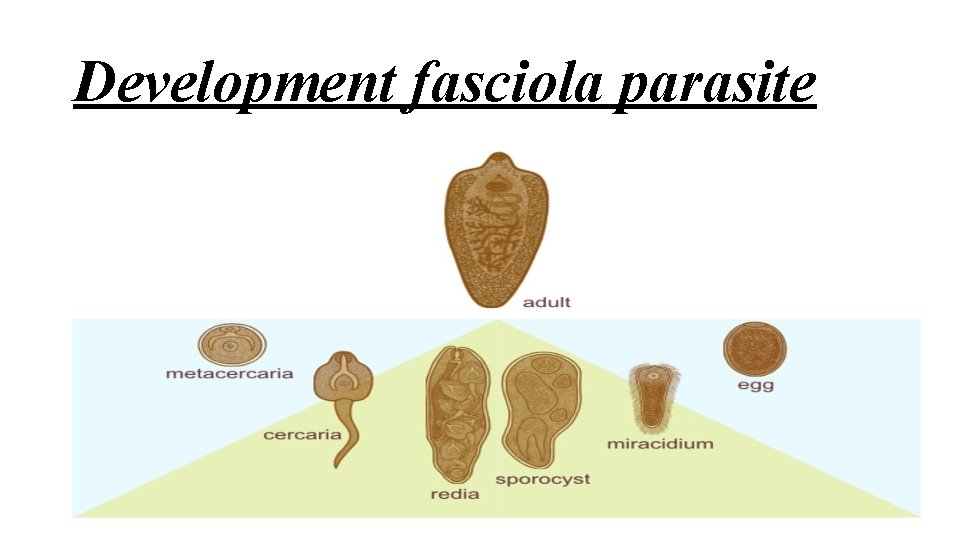 Development fasciola parasite 