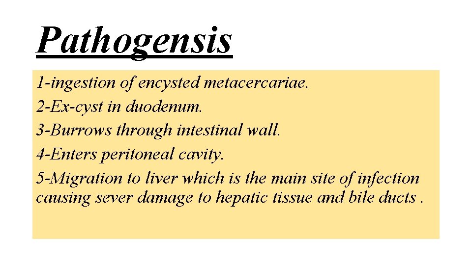 Pathogensis 1 -ingestion of encysted metacercariae. 2 -Ex-cyst in duodenum. 3 -Burrows through intestinal