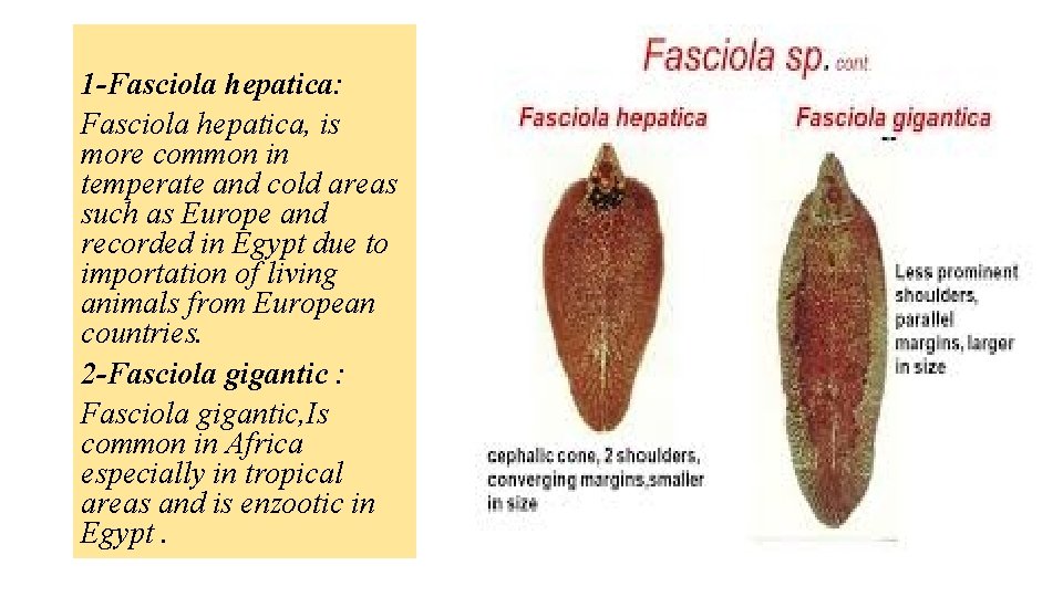 1 -Fasciola hepatica: Fasciola hepatica, is more common in temperate and cold areas such