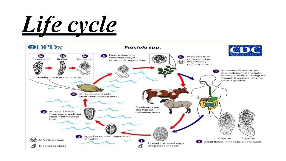 Life cycle 