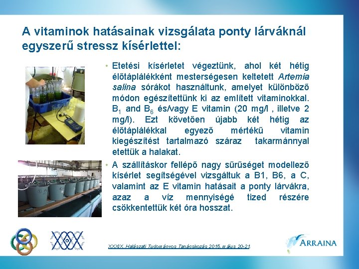 A vitaminok hatásainak vizsgálata ponty lárváknál egyszerű stressz kísérlettel: • Etetési kísérletet végeztünk, ahol