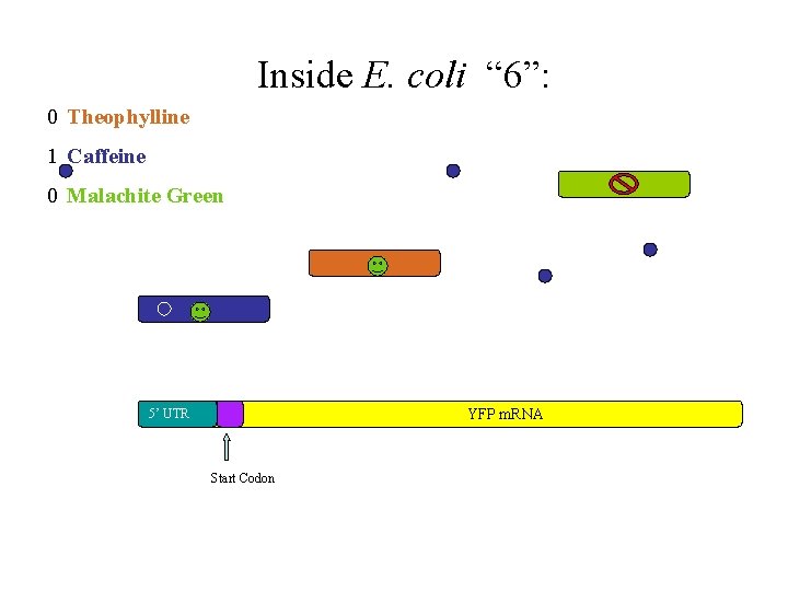 Inside E. coli “ 6”: 0 Theophylline 1 Caffeine 0 Malachite Green YFP coding