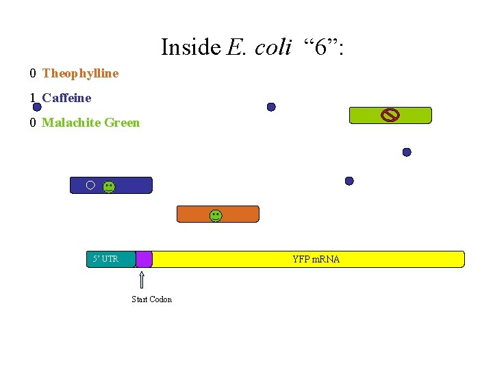 Inside E. coli “ 6”: 0 Theophylline 1 Caffeine 0 Malachite Green YFP m.