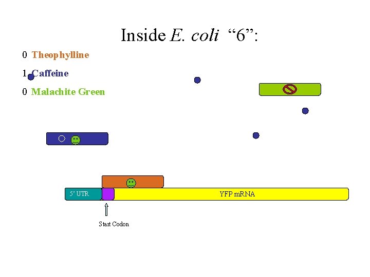 Inside E. coli “ 6”: 0 Theophylline 1 Caffeine 0 Malachite Green YFP m.