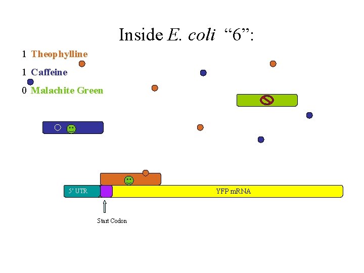 Inside E. coli “ 6”: 1 Theophylline 1 Caffeine 0 Malachite Green YFP m.