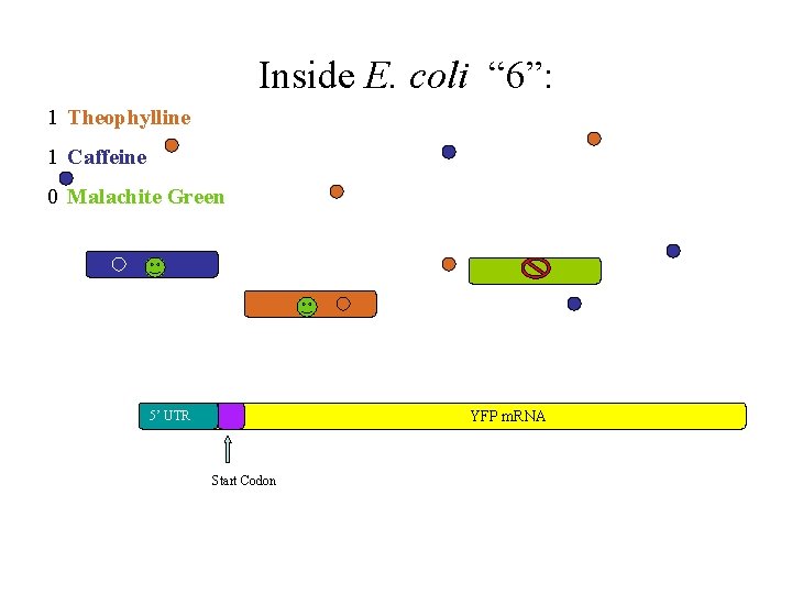Inside E. coli “ 6”: 1 Theophylline 1 Caffeine 0 Malachite Green YFP m.