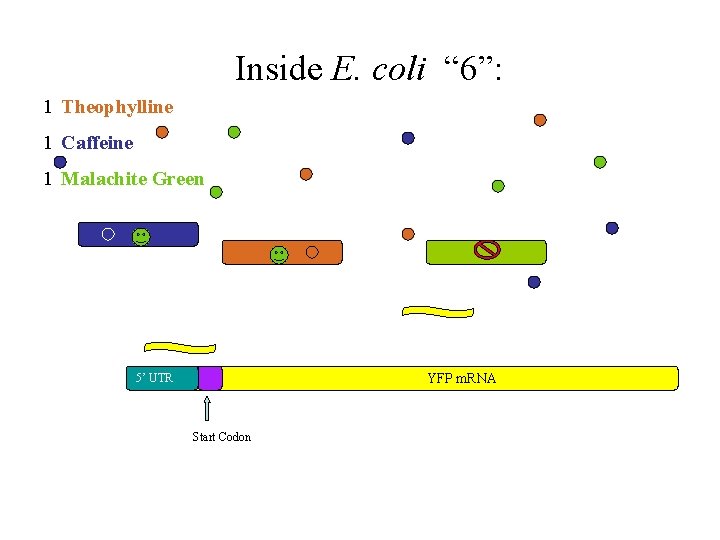 Inside E. coli “ 6”: 1 Theophylline 1 Caffeine 1 Malachite Green YFP m.