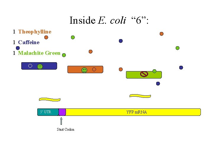 Inside E. coli “ 6”: 1 Theophylline 1 Caffeine 1 Malachite Green YFP m.