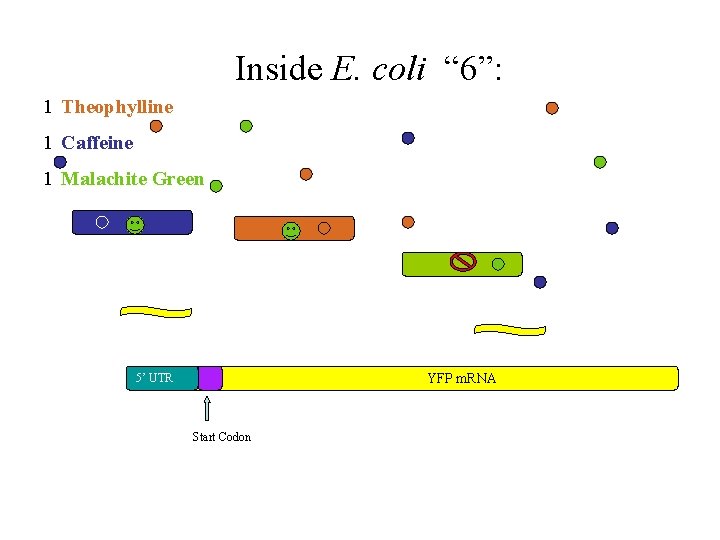 Inside E. coli “ 6”: 1 Theophylline 1 Caffeine 1 Malachite Green YFP m.