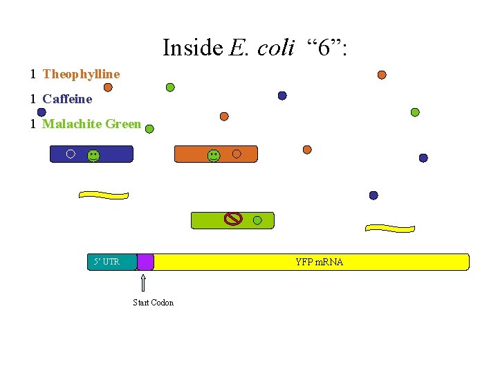 Inside E. coli “ 6”: 1 Theophylline 1 Caffeine 1 Malachite Green YFP m.