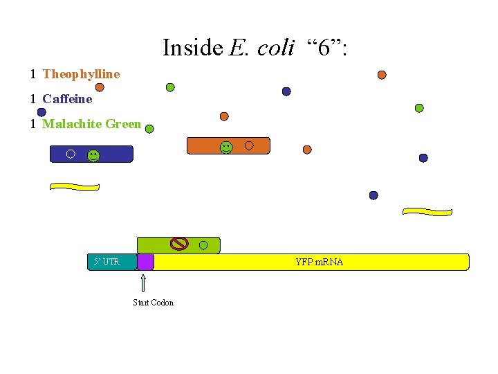 Inside E. coli “ 6”: 1 Theophylline 1 Caffeine 1 Malachite Green YFP m.