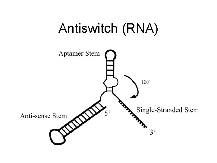 Antiswitch (RNA) 