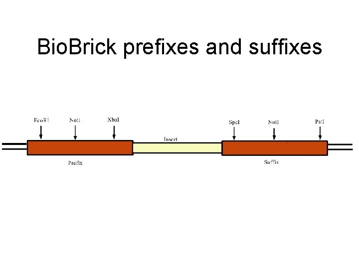 Bio. Brick prefixes and suffixes 