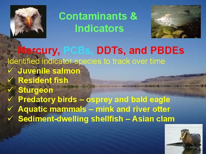 Contaminants & Indicators Mercury, PCBs, DDTs, and PBDEs Identified indicator species to track over