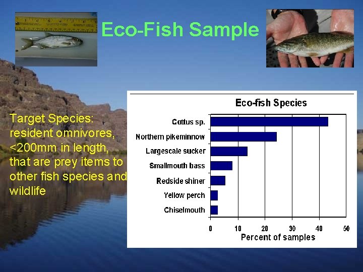 Eco-Fish Sample Target Species: resident omnivores, <200 mm in length, that are prey items