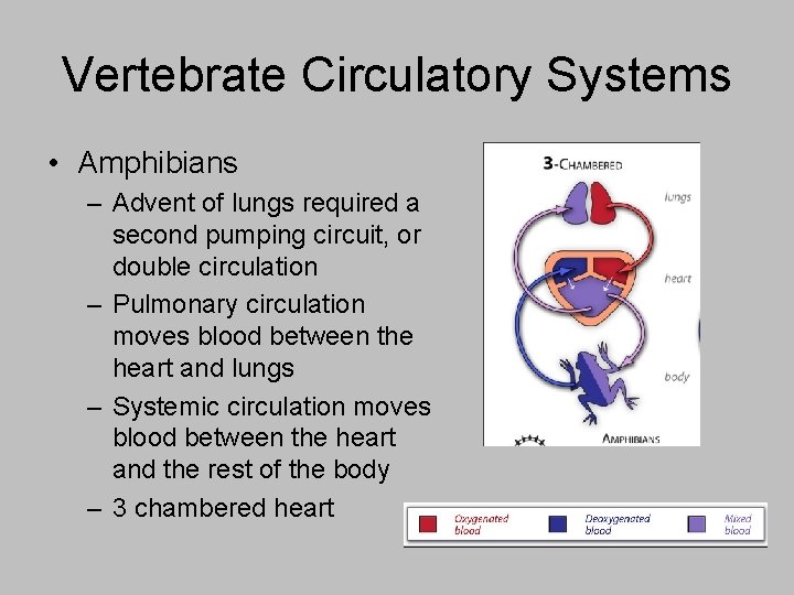 Vertebrate Circulatory Systems • Amphibians – Advent of lungs required a second pumping circuit,
