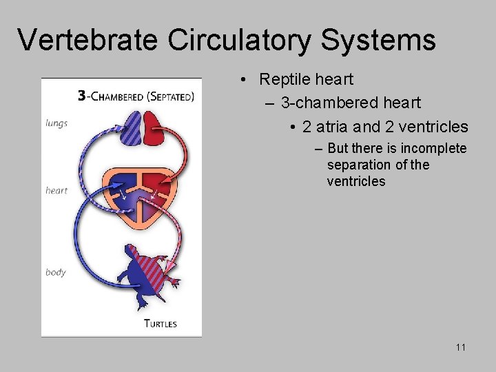 Vertebrate Circulatory Systems • Reptile heart – 3 -chambered heart • 2 atria and