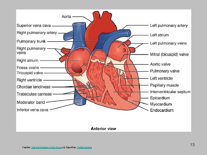 Caption: Internal Anatomy of the Heart (c) Open. Stax, Public domain 13 