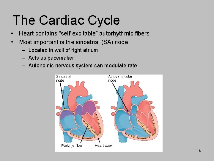 The Cardiac Cycle • Heart contains “self-excitable” autorhythmic fibers • Most important is the