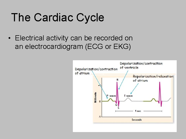 The Cardiac Cycle • Electrical activity can be recorded on an electrocardiogram (ECG or