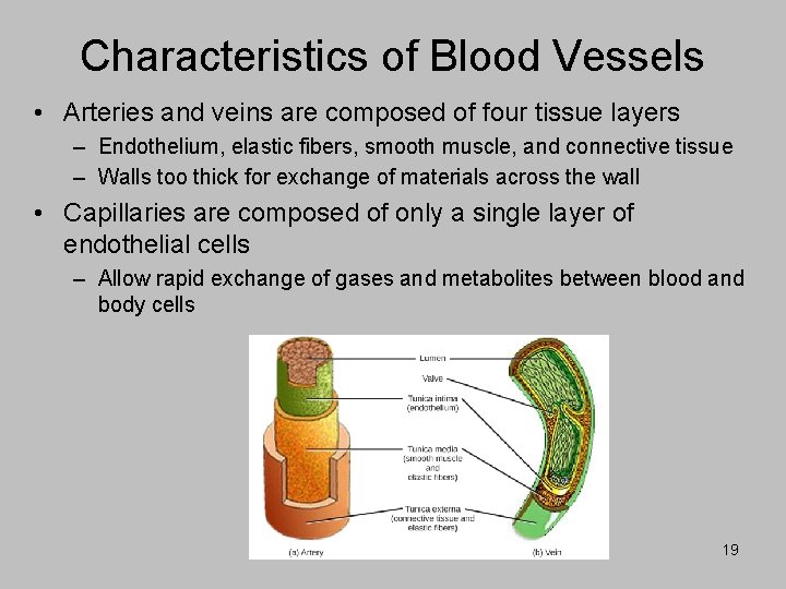 Characteristics of Blood Vessels • Arteries and veins are composed of four tissue layers