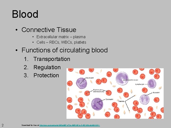 Blood • Connective Tissue • Extracellular matrix – plasma • Cells – RBCs, WBCs,