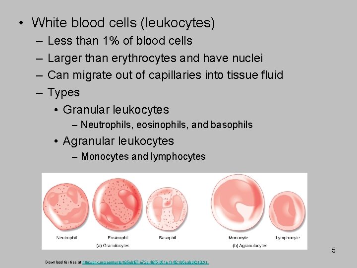  • White blood cells (leukocytes) – – Less than 1% of blood cells