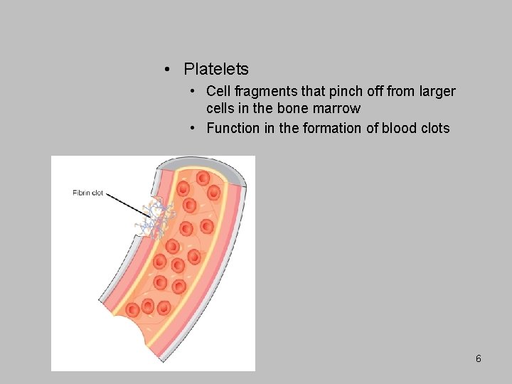  • Platelets • Cell fragments that pinch off from larger cells in the