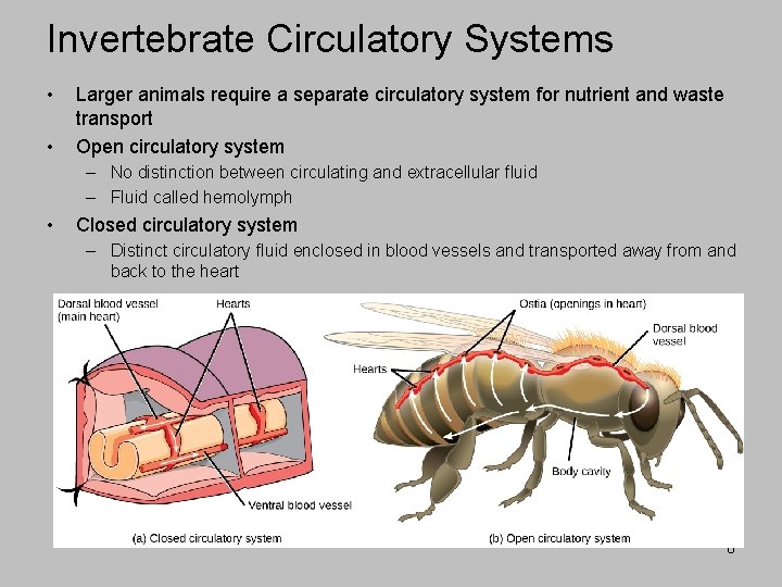 Invertebrate Circulatory Systems • • Larger animals require a separate circulatory system for nutrient