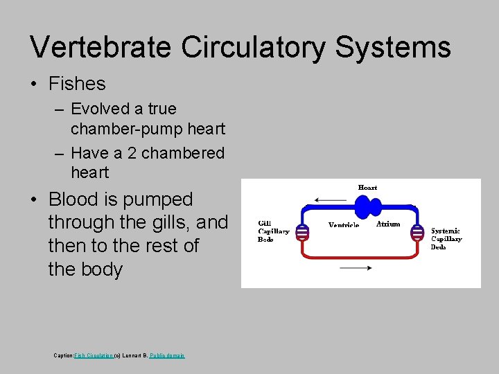 Vertebrate Circulatory Systems • Fishes – Evolved a true chamber-pump heart – Have a