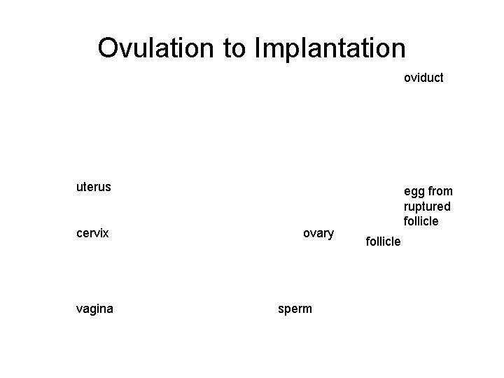 Ovulation to Implantation oviduct uterus cervix vagina ovary sperm egg from ruptured follicle 