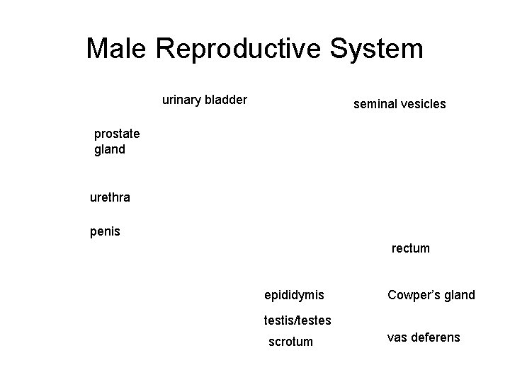 Male Reproductive System urinary bladder seminal vesicles prostate gland urethra penis rectum epididymis Cowper’s
