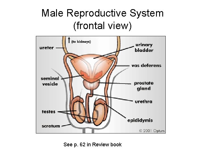 Male Reproductive System (frontal view) See p. 62 in Review book 
