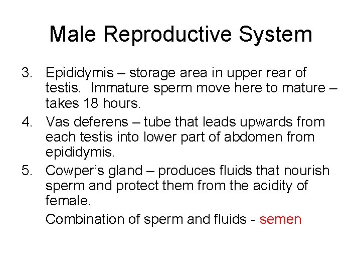 Male Reproductive System 3. Epididymis – storage area in upper rear of testis. Immature