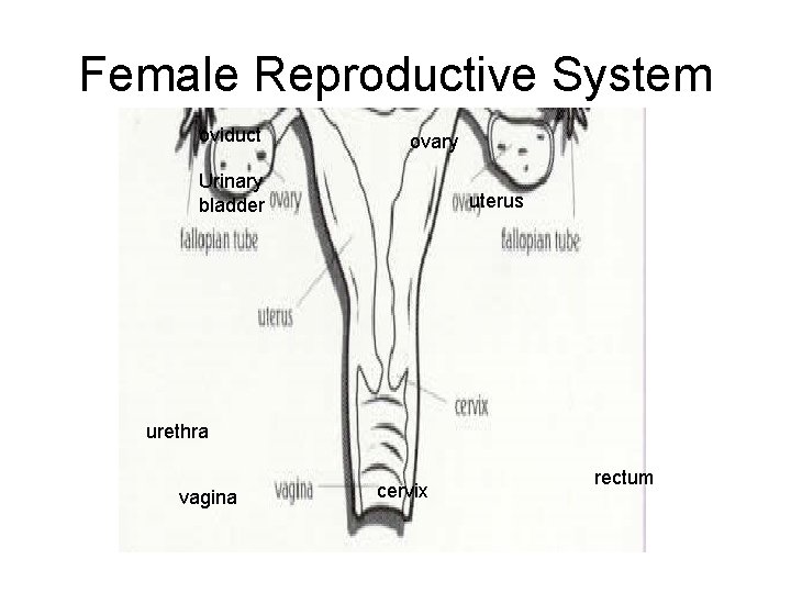 Female Reproductive System oviduct ovary Urinary bladder uterus urethra vagina cervix rectum 