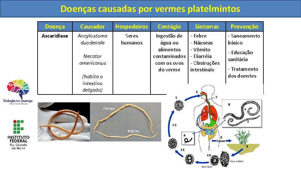 Doençascausadaspor porvermesnematelmintos platelmintos Doença Causador Hospedeiros Contágio Ascaridíase Ancylostoma duodenale Seres humanos Ingestão de