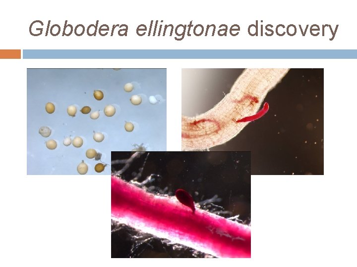 Globodera ellingtonae discovery 