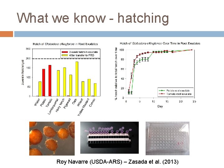 What we know - hatching Roy Navarre (USDA-ARS) – Zasada et al. (2013) 