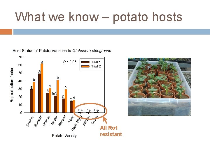 What we know – potato hosts P < 0. 05 All Ro 1 resistant