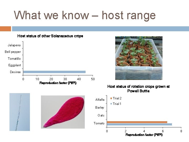 What we know – host range Host status of other Solanaceous crops Jalapeno Bell