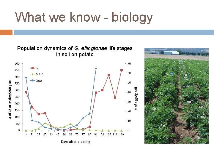 What we know - biology Population dynamics of G. ellingtonae life stages in soil